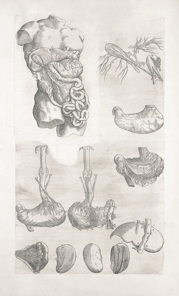 Essential Digestive Health Products for Women's Wellness